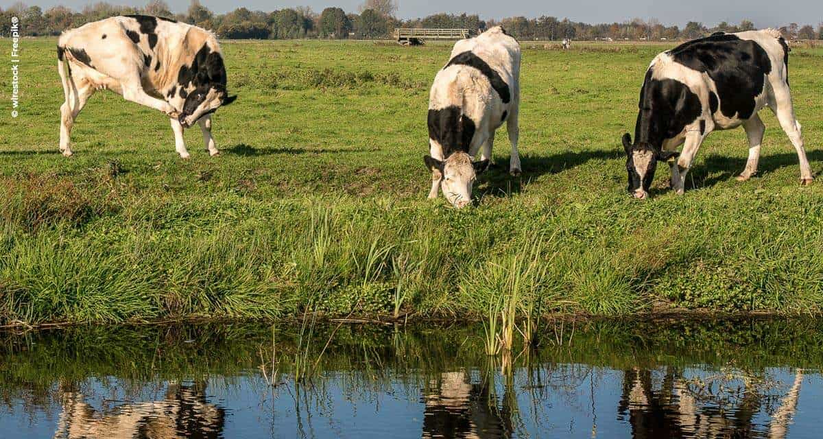 MSD Saúde Animal amplia portfólio de produtos para a pecuária