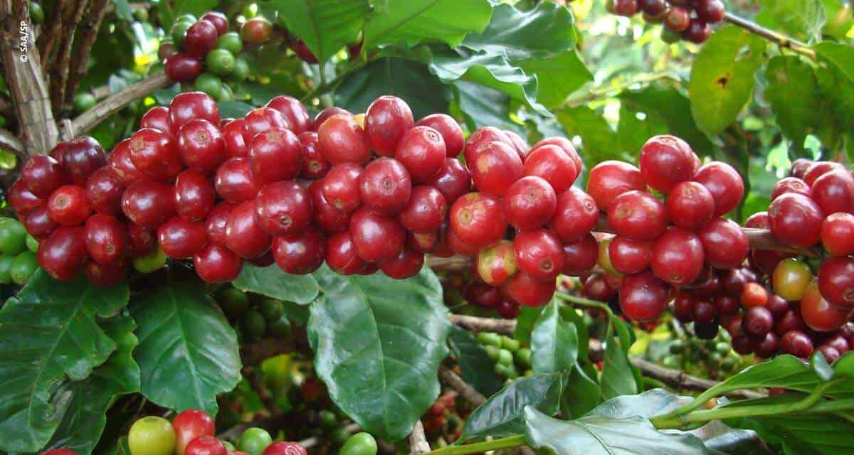 Câmara Setorial de Café elege novo presidente