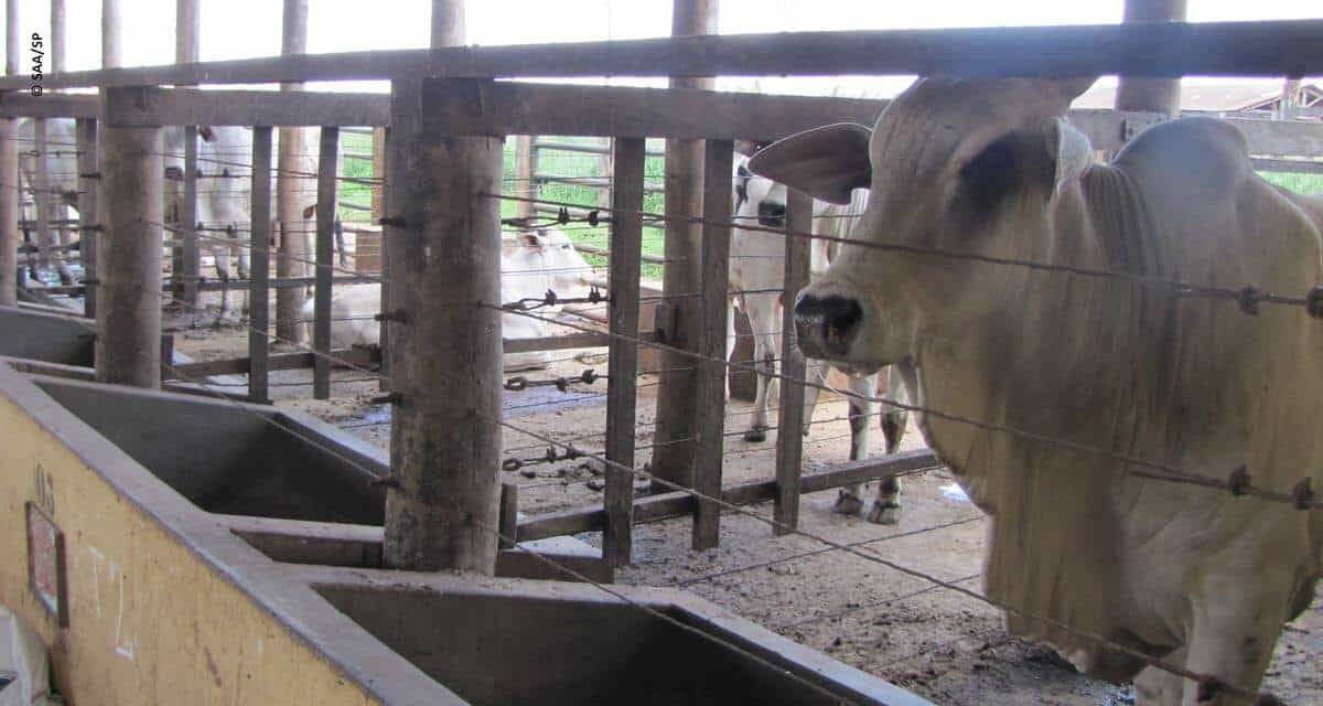 Alimentação do gado na seca: extensão rural da Secretaria de Agricultura e Abastecimento orienta produtores