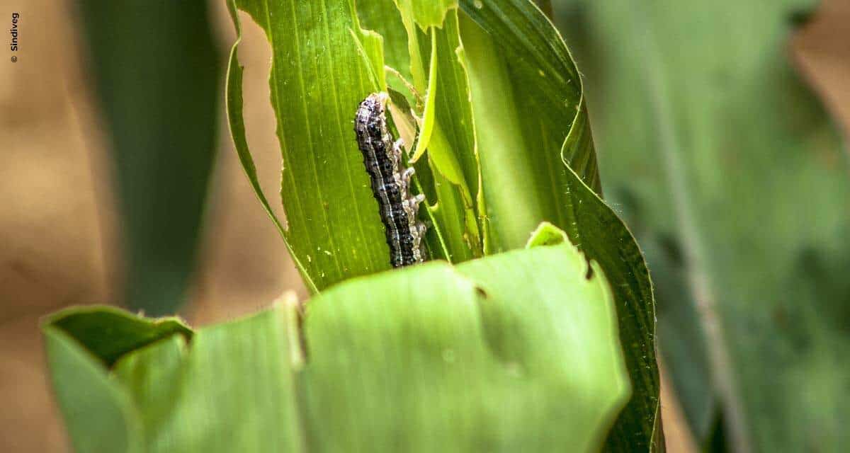 Pequenos no tamanho e enormes no prejuízo