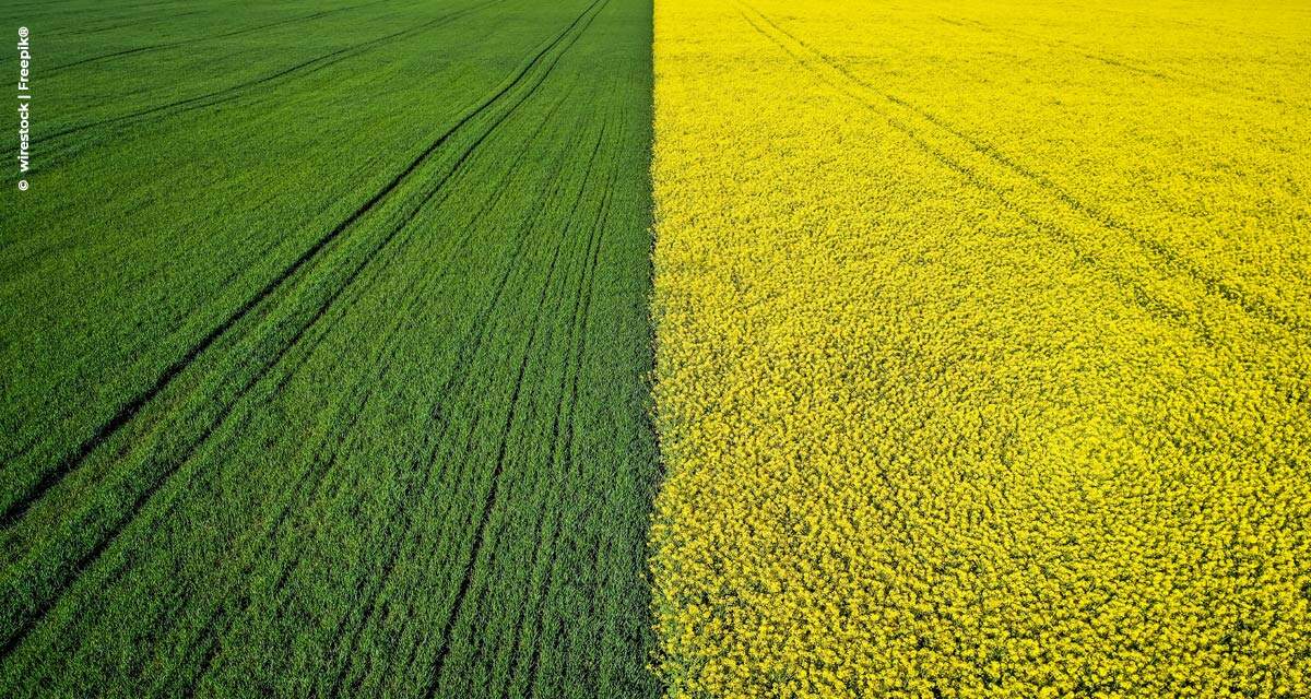 Campo tem safra de boas notícias