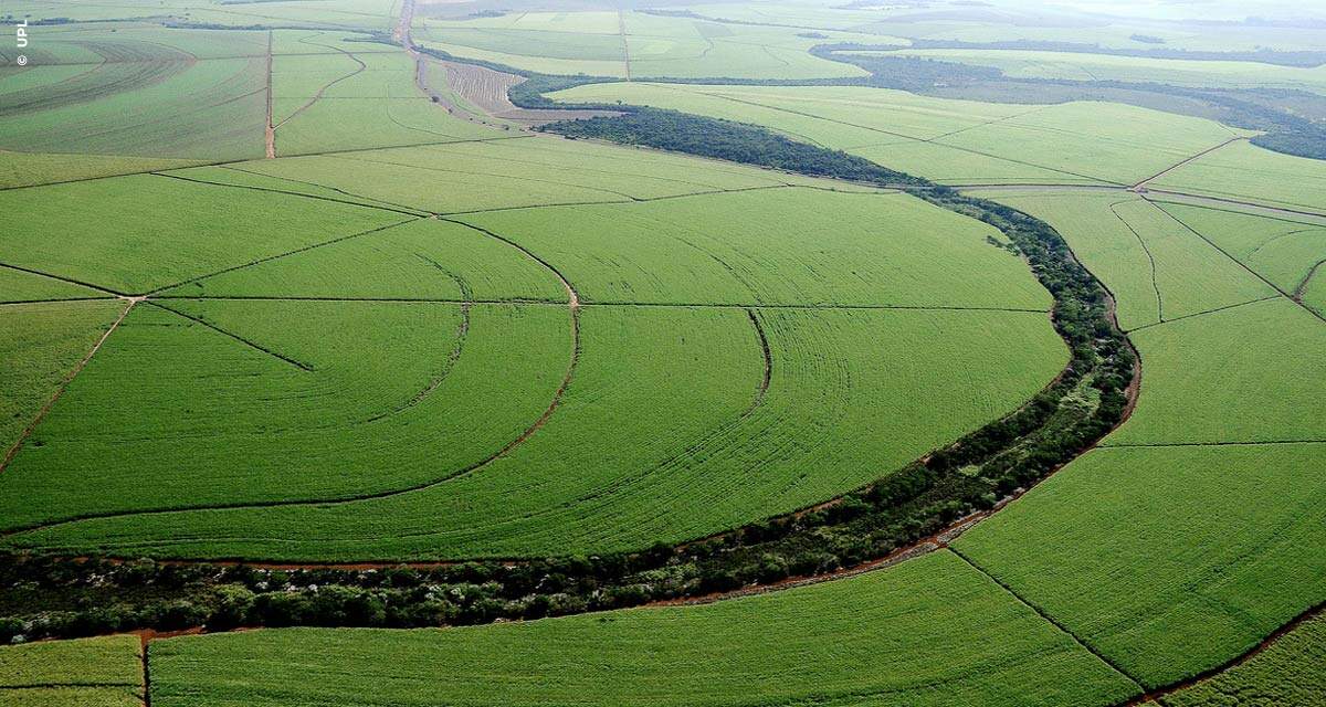 Projeto FlyUP, da UPL, usa inteligência artificial no manejo da cana e da pastagem