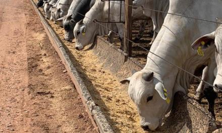 Controle sanitário eficaz é essencial para o ganho de peso dos bovinos em confinamento