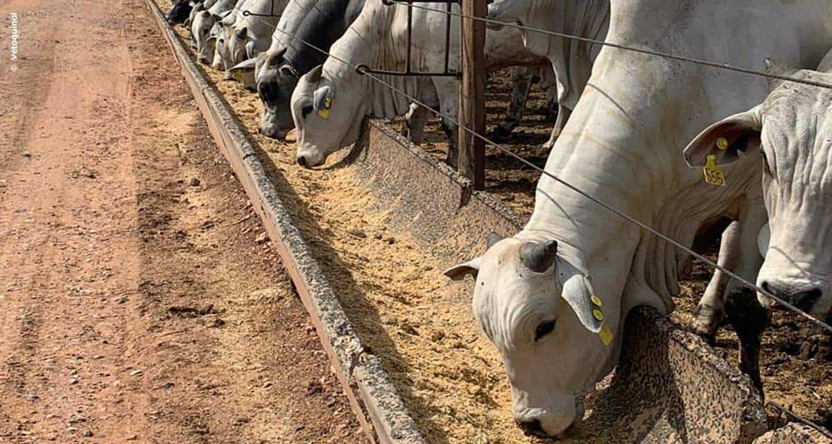 Controle sanitário eficaz é essencial para o ganho de peso dos bovinos em confinamento