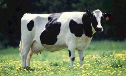 Atenção à mastite, que pode reduzir a produção de leite em até 40% para o produtor