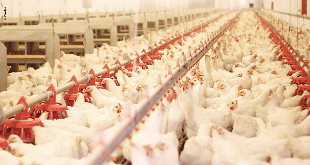 Reovírus e as consequências de sua ação na avicultura