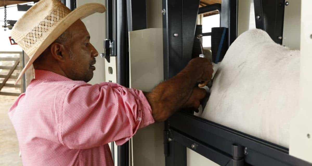 10 dicas para um bom manejo na vacinação