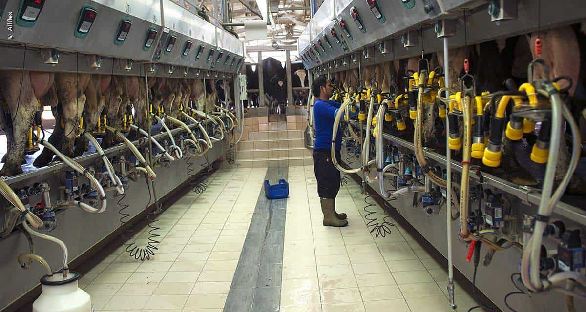 Pecuária leiteira: 6 motivos para investir em automação de alta tecnologia para a sala de ordenha