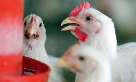 Nutrição adequada minimiza efeitos de estresse térmico em aves de corte, recuperando a produtividade