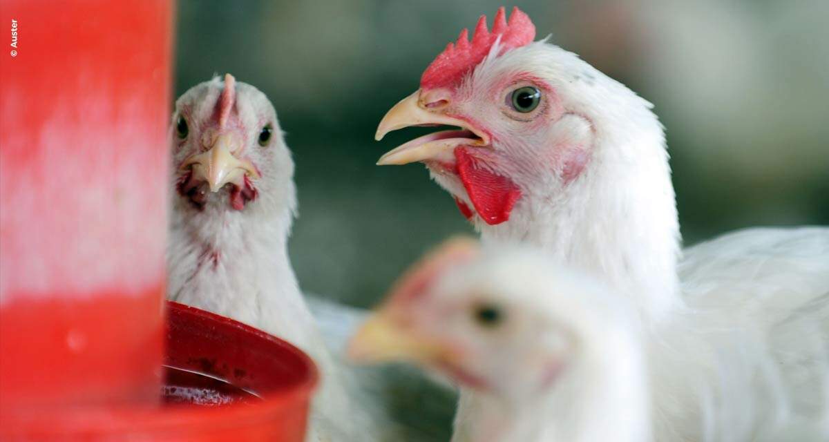 Nutrição adequada minimiza efeitos de estresse térmico em aves de corte, recuperando a produtividade