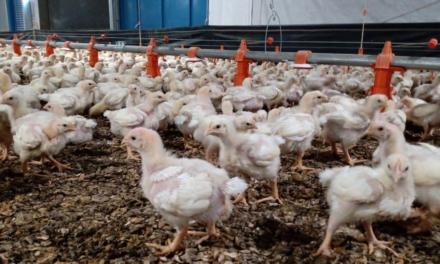 Butirato de sódio é alternativa a antibióticos para melhoria da performance de aves de corte