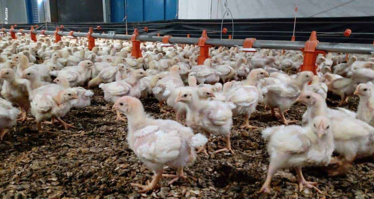 Butirato de sódio é alternativa a antibióticos para melhoria da performance de aves de corte