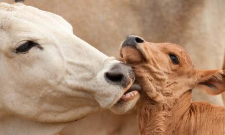 Vacinas recomendadas para o período de cria de bovinos e protocolos de sanidade reprodutiva