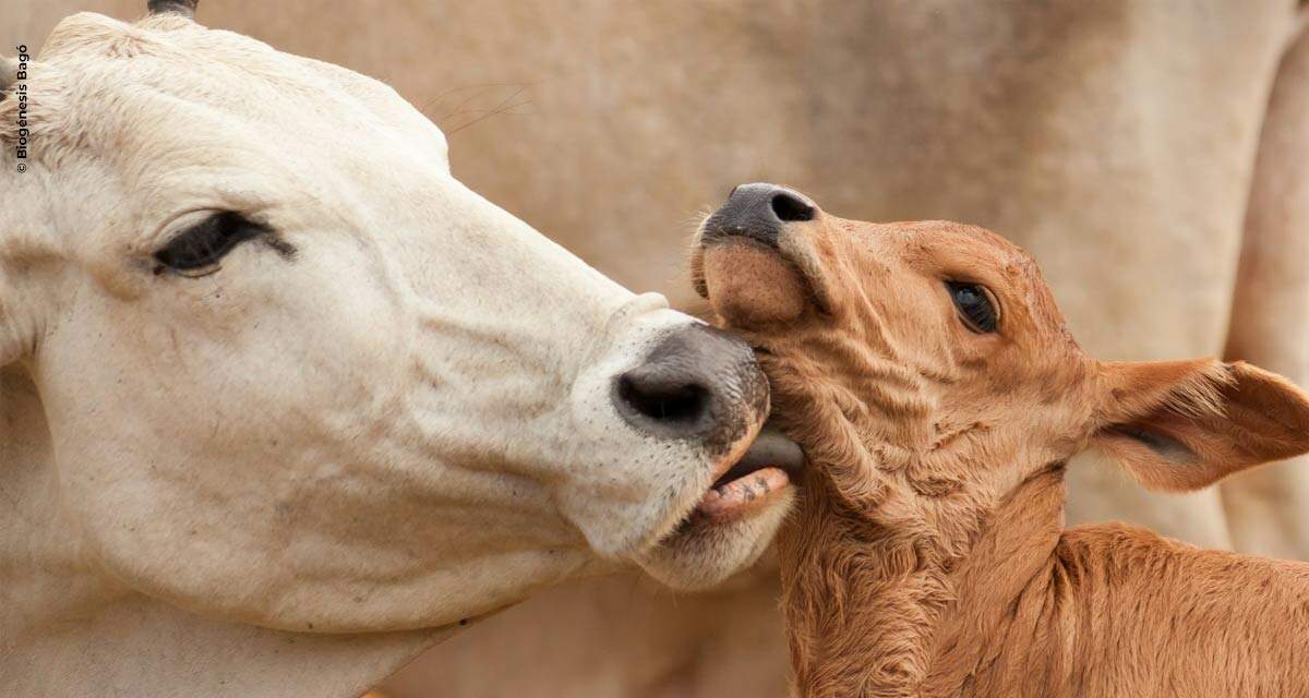 Vacinas recomendadas para o período de cria de bovinos e protocolos de sanidade reprodutiva