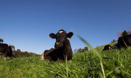 Como o trigo aumenta a produtividade e gera mais lucro na propriedade pecuária