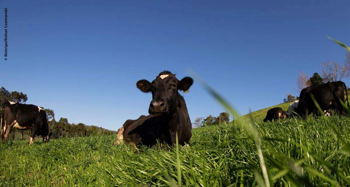 Como o trigo aumenta a produtividade e gera mais lucro na propriedade pecuária