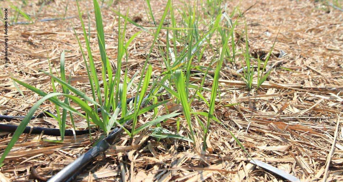 Irrigação por gotejamento ajuda a reduzir custo de arrendamento