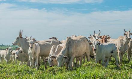 De Heus lança programa nutricional para a fase de cria