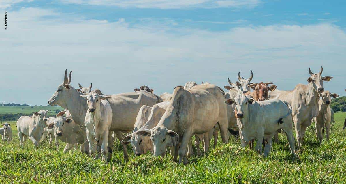 De Heus lança programa nutricional para a fase de cria