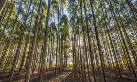 Presença de plantas daninhas pode reduzir em até 75% produtividade em florestas plantadas