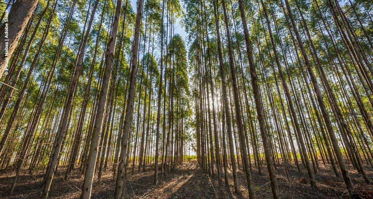 Presença de plantas daninhas pode reduzir em até 75% produtividade em florestas plantadas