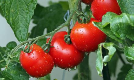 O uso de porta-enxertos de tomate como medida para aumentar a produtividade e combater doenças