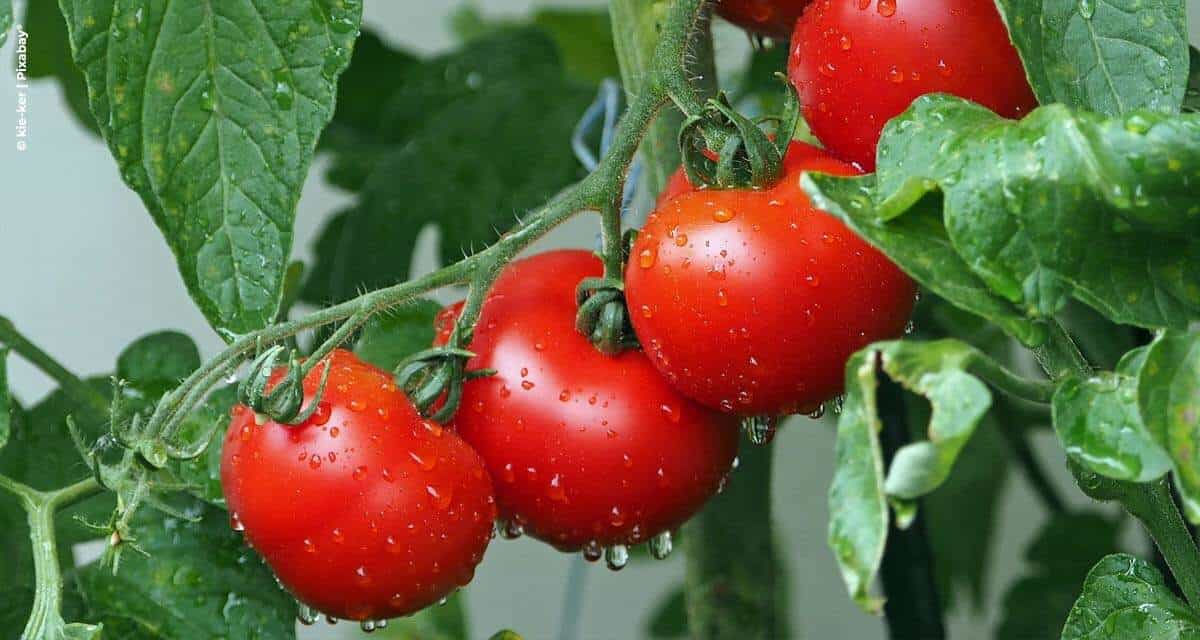 O uso de porta-enxertos de tomate como medida para aumentar a produtividade e combater doenças