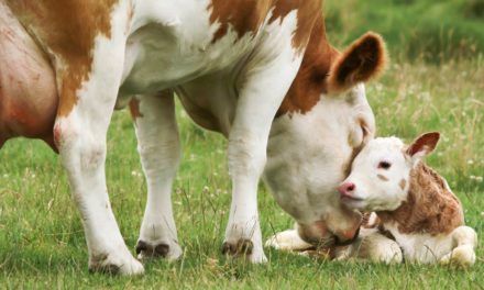 Bezerras com maior ganho de peso até a desmama produzem até 17% mais leite na primeira lactação