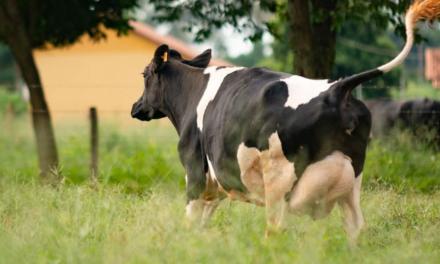 Menor custo, teor de gordura no leite e bem-estar animal: descubra porque produzir leite a pasto é vantajoso!