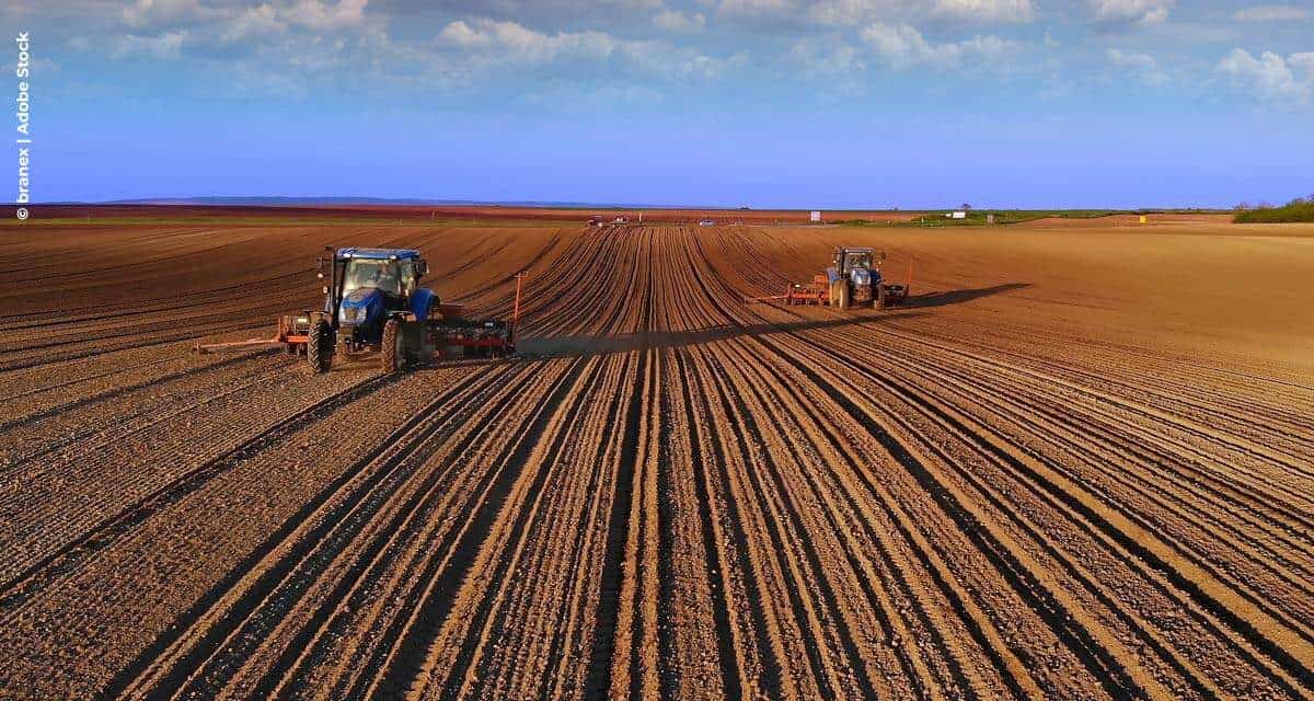 Um mega plantio com os riscos do atraso