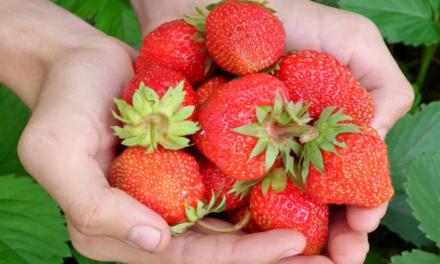 Morango: produtores ávidos por inovação desenvolvem a fruta altamente nutritiva e com consumo expressivo