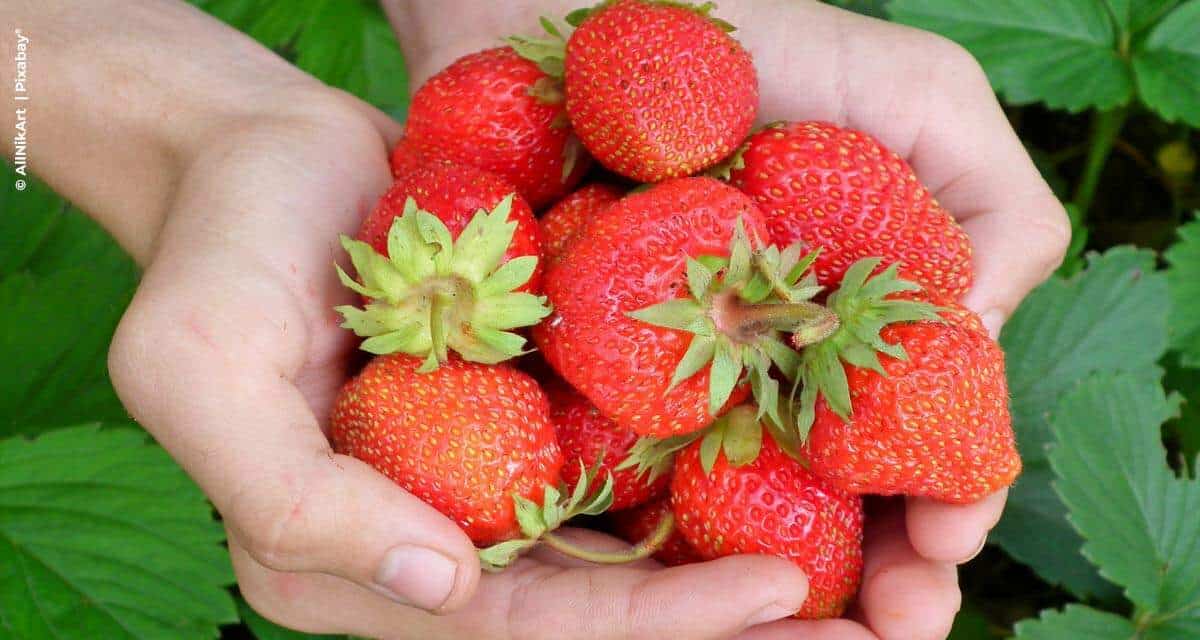 Morango: produtores ávidos por inovação desenvolvem a fruta altamente nutritiva e com consumo expressivo