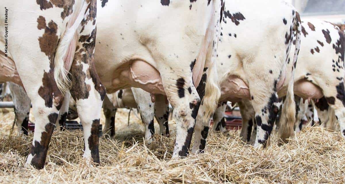 Extensão rural e bovinocultura leiteira: projeto da Secretaria de Agricultura e Abastecimento promove a difusão de conhecimento sobre qualidade do leite no Vale do Paraíba