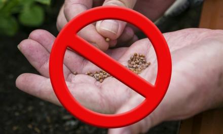 Alerta sobre recebimento de pacotes de sementes não solicitadas
