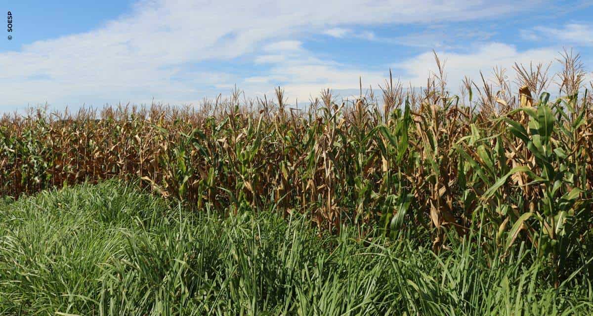 Encontro digital vai abordar as vantagens do consórcio de braquiária com milho