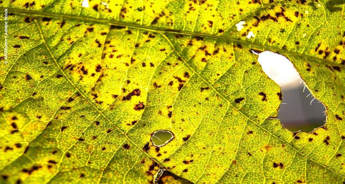 Ferrugem da soja já causou R$ 150 bilhões em prejuízos no Brasil