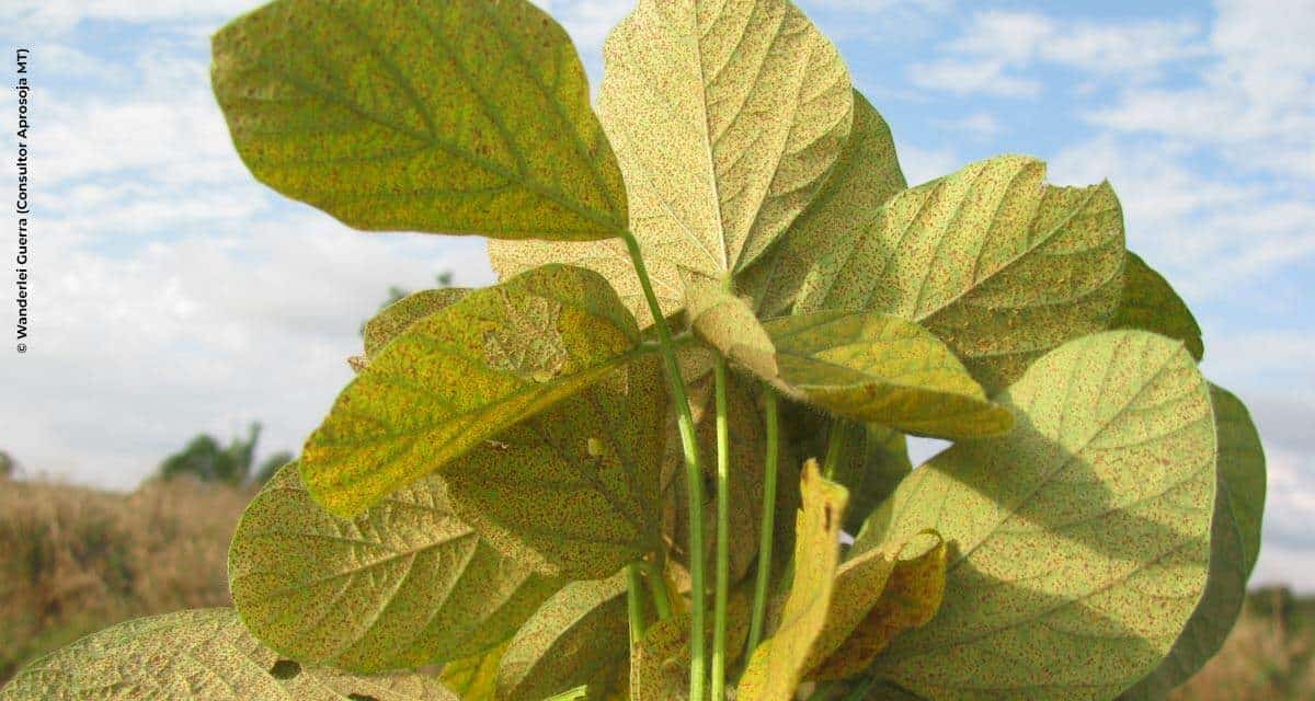 Cultura da soja ganha primeiro multissítio biológico no combate à ferrugem asiática da soja