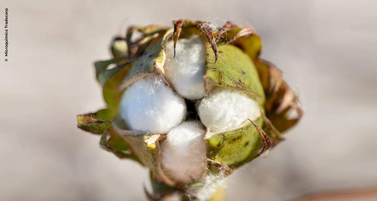 Reguladores de crescimento melhoram o manejo e aumentam produtividade na cultura do algodão