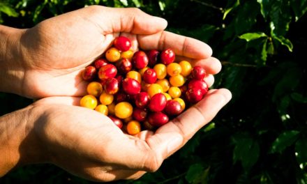 Semana Internacional do Café terá debate sobre o futuro e a importância da transparência ao longo da cadeia de valor do café