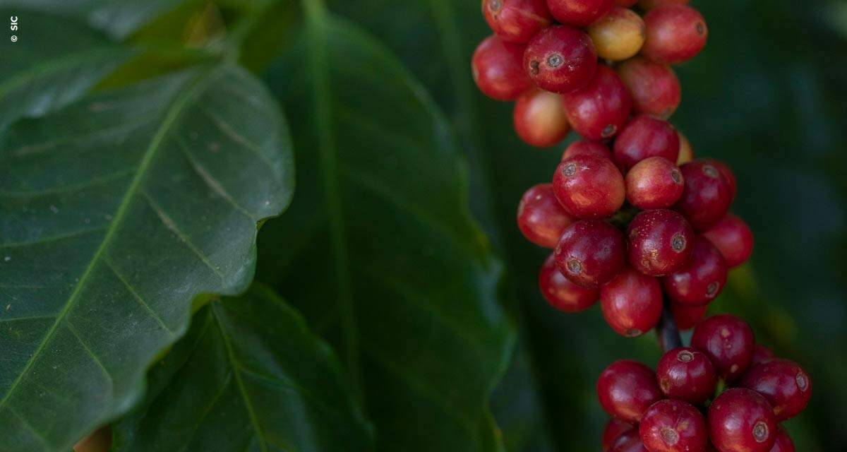 Lançamento da Região Vulcânica destaca cafés produzidos em Poços de Caldas e cidades próximas
