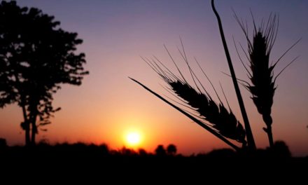 Imagem ambiental do Brasil no mercado externo pode impactar o agronegócio no longo prazo