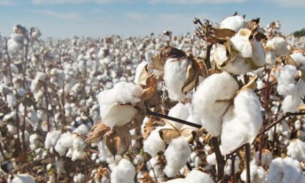 Produtores de algodão vivem expectativa para nova safra na Bahia