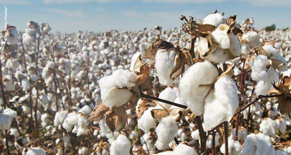 Produtores de algodão vivem expectativa para nova safra na Bahia