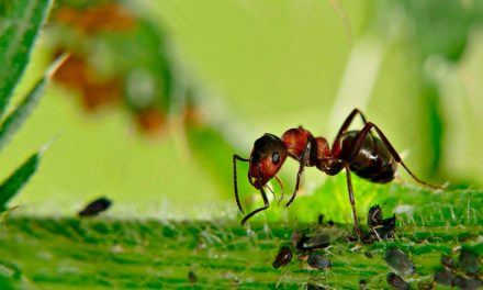 Formigas podem transmitir mais fungos e bactérias que baratas
