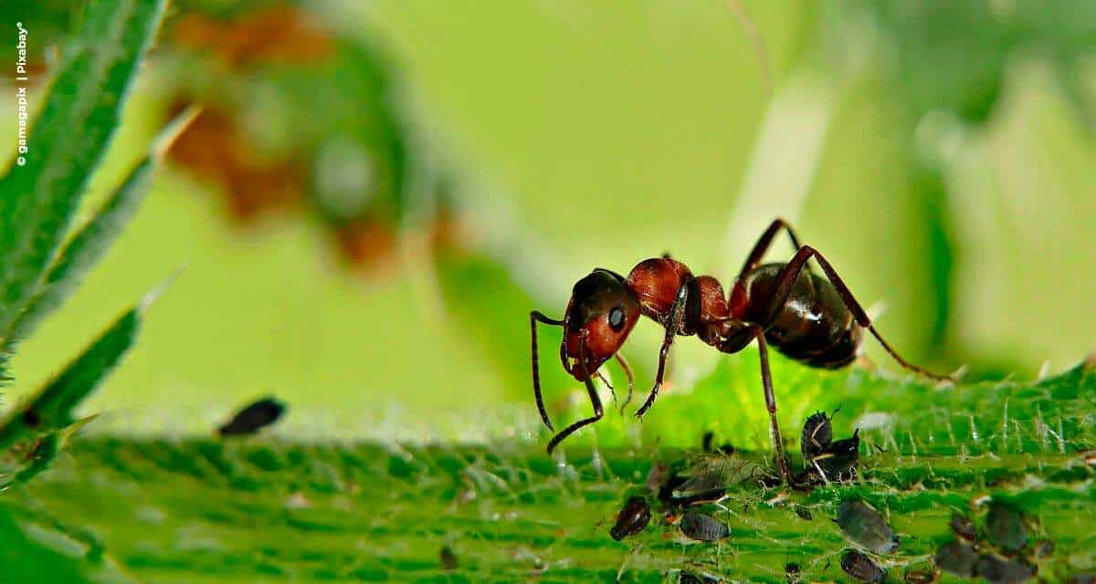 Formigas podem transmitir mais fungos e bactérias que baratas