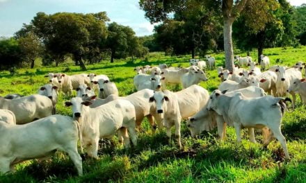 Controle das verminoses em bovinos exige um calendário sanitário, estratégico, eficiente e racional