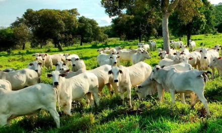 Controle das verminoses em bovinos exige um calendário sanitário, estratégico, eficiente e racional