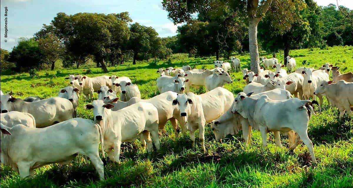 Controle das verminoses em bovinos exige um calendário sanitário, estratégico, eficiente e racional