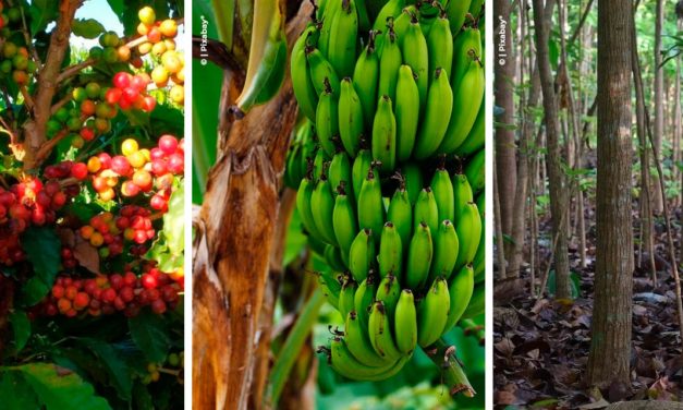 Agronegócio: Como ser dono de uma fazenda multicultura em meio a pandemia?