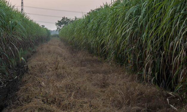 Entenda a importância do manejo de daninhas na cana durante a soca seca